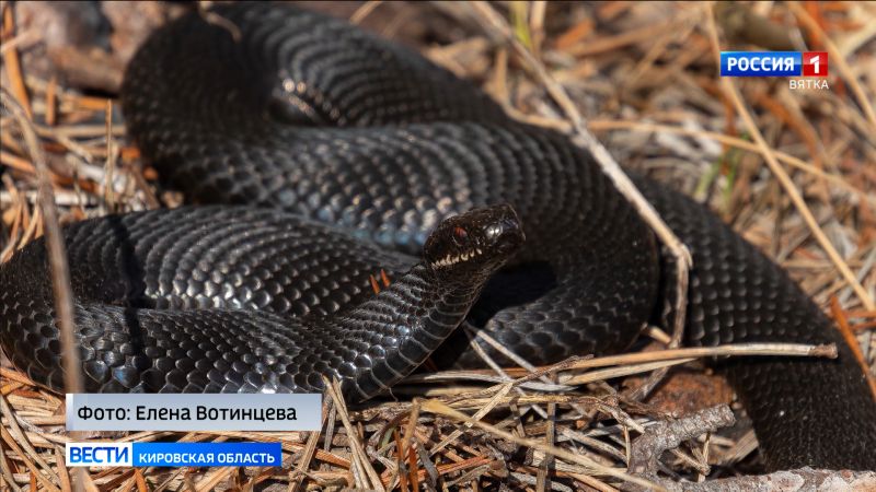 В Кировской области заметили первых змей