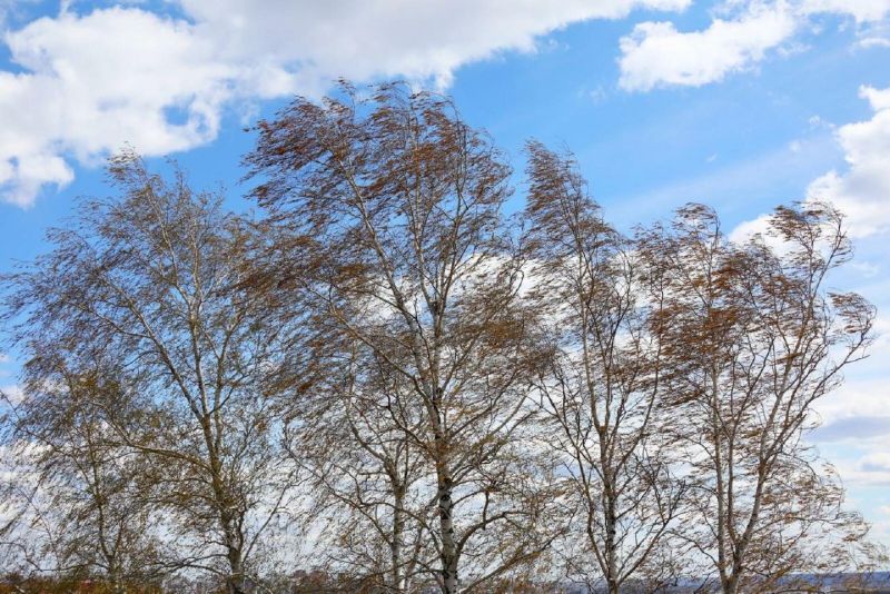 В субботу в Кировской области ожидается усиление ветра до 17 м/с