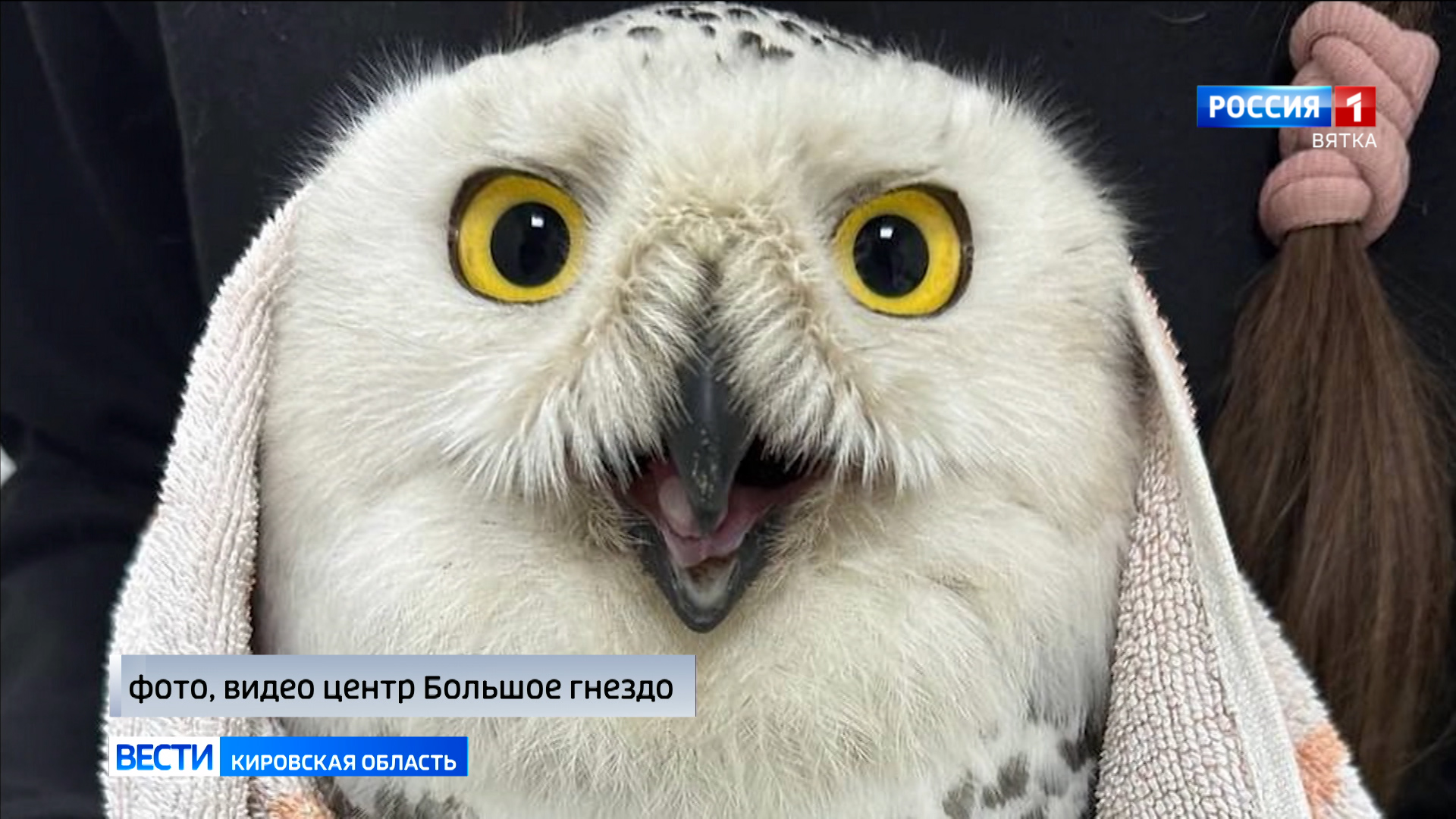 В кировском центре «Большое гнездо» спасли полярную сову
