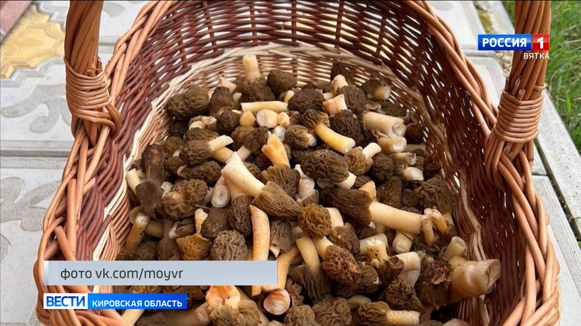 В лесах Кировской области стартовал сезон тихой охоты