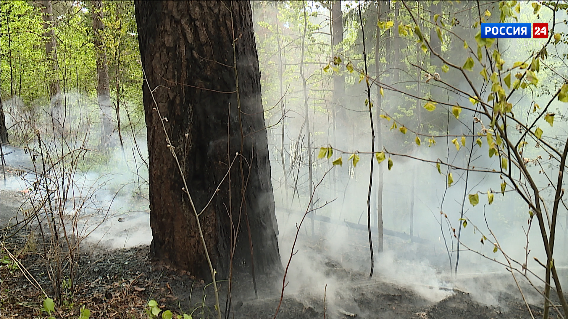В Кировской области введен особый противопожарный режим