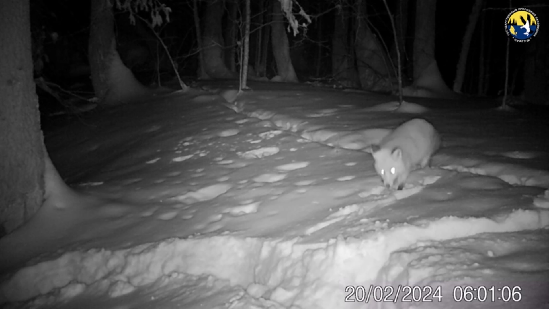 В фотоловушку «Нургуша» попала лисица