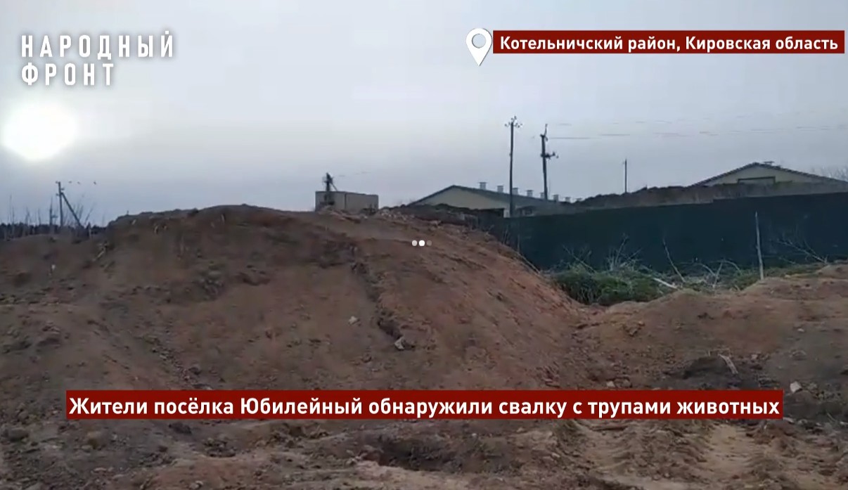 В Котельничском районе обнаружена свалка трупов коров