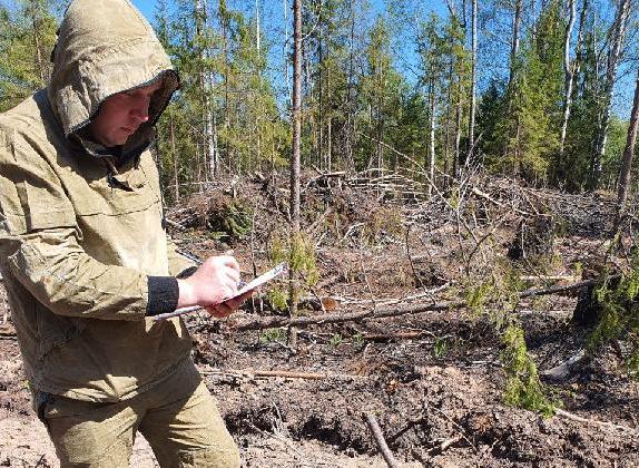 Ущерб от незаконных вырубок леса в Богородском районе превысил 1,2 млн рублей
