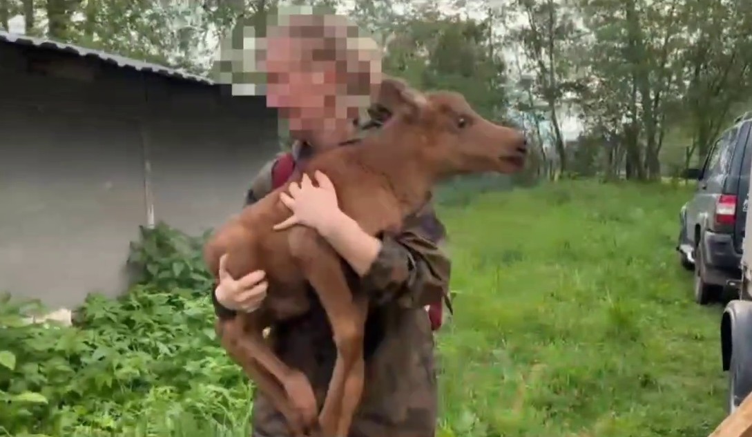 В Фаленском районе спасли лосёнка, оставшегося без мамы