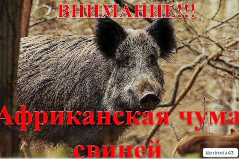 В Яранском районе у дикого кабана выявили африканскую чуму свиней
