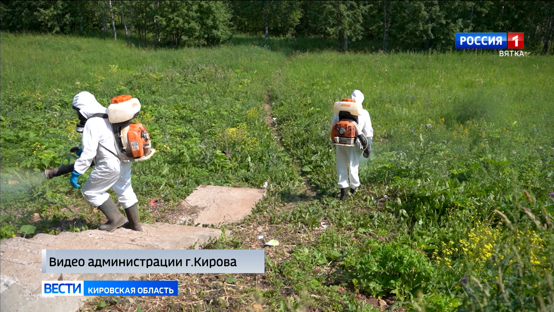 Во всех районах Кирова продолжается борьба с борщевиком