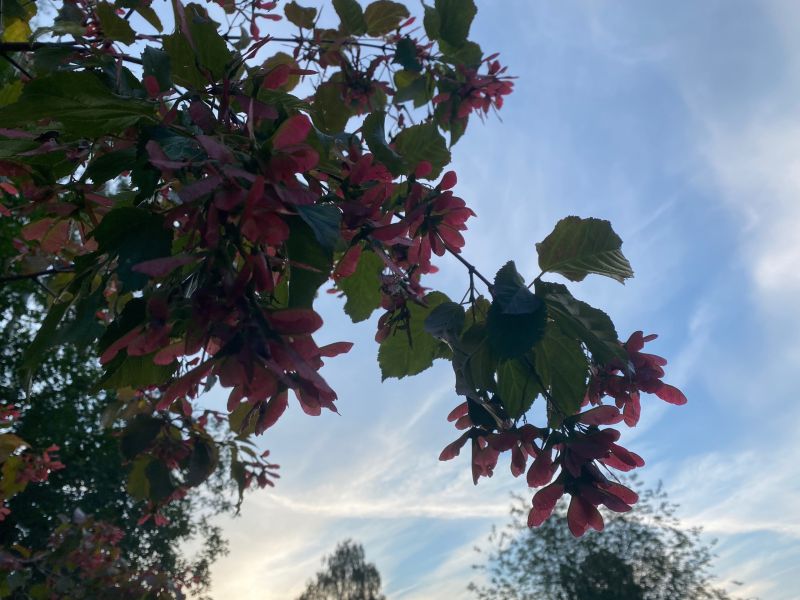 В понедельник в Кировской области обещают до  25 градусов