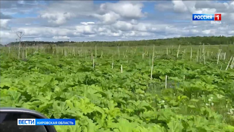 Увеличилось количество жалоб жителей Кировской области на заросли борщевика