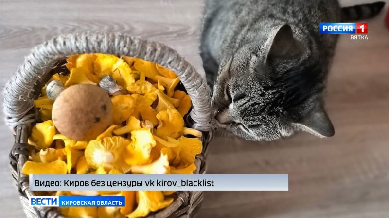 Обзор социальных сетей Кировской области