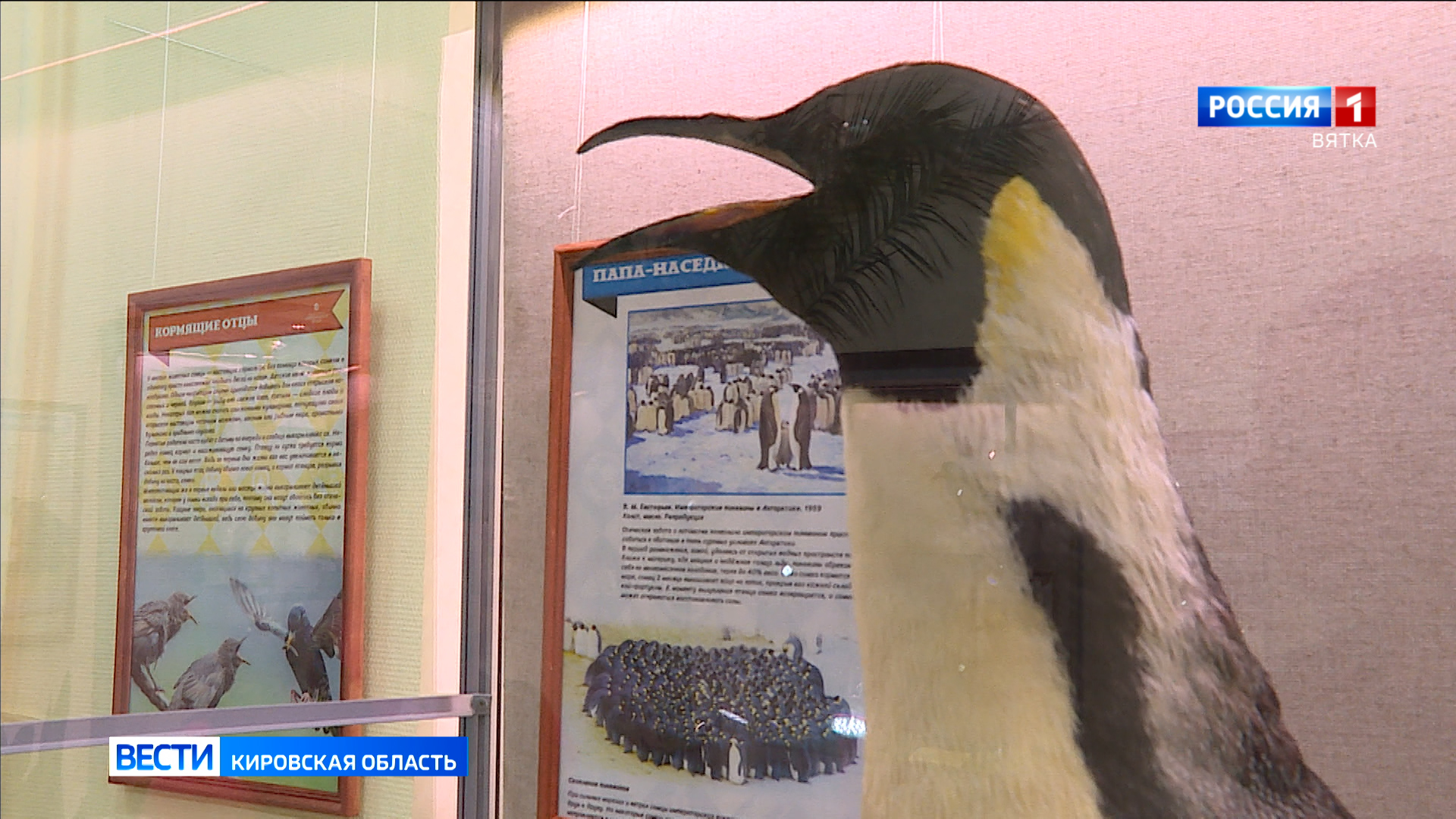 В Кировском городском зоологическом музее открылась выставка «Папа может!»