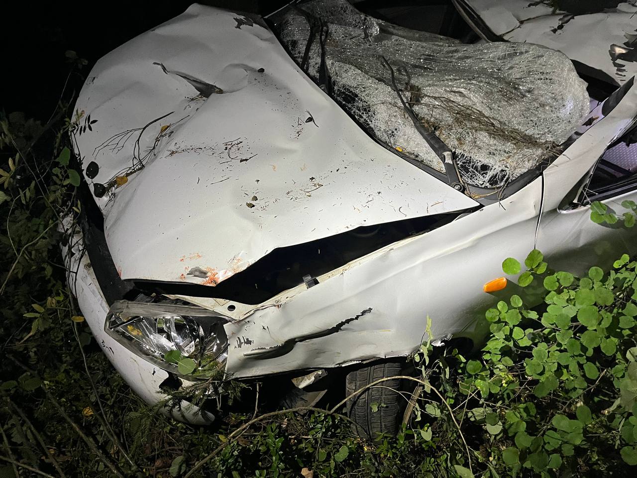 В ДТП с участием лося пострадали пять человек