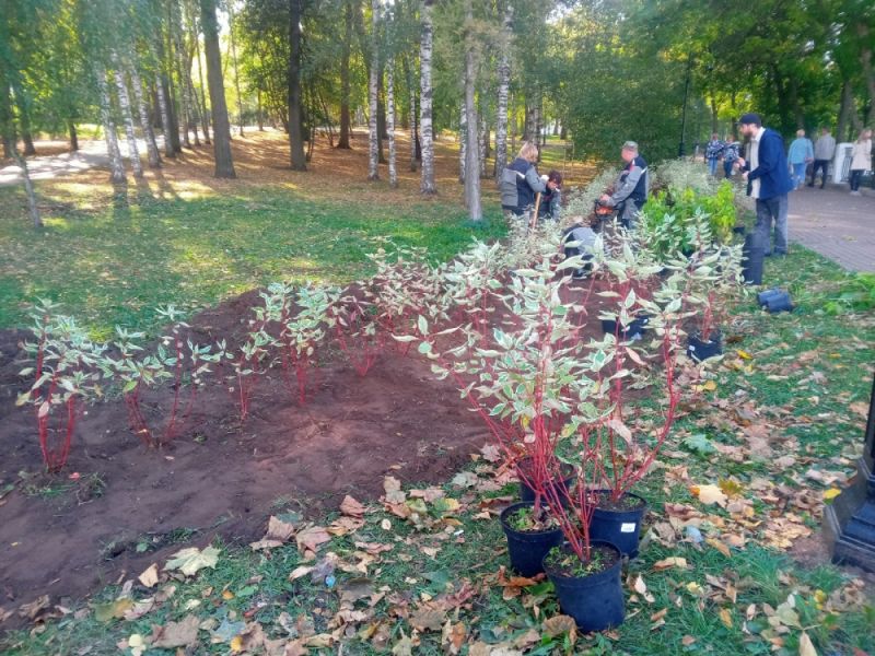 Александровский сад украсят декоративные кустарники
