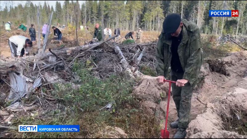 В Кировской области высадили 18 тысяч сеянцев ели