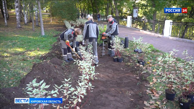 В Кирове стартовал сезон осенних посадок деревьев и кустарников