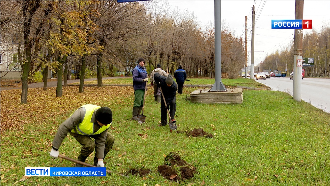 На карте Кирова ищут места для посадки крупных деревьев