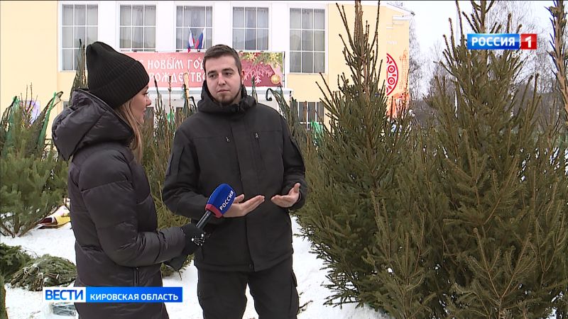 Кировчанам рассказали, как выбрать новогоднюю елку