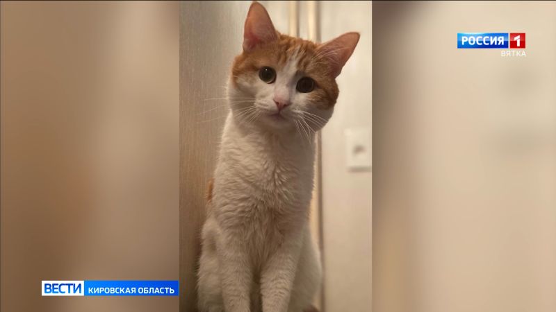 Суд поставил точку в решении о наказании за гибель кота Твикса