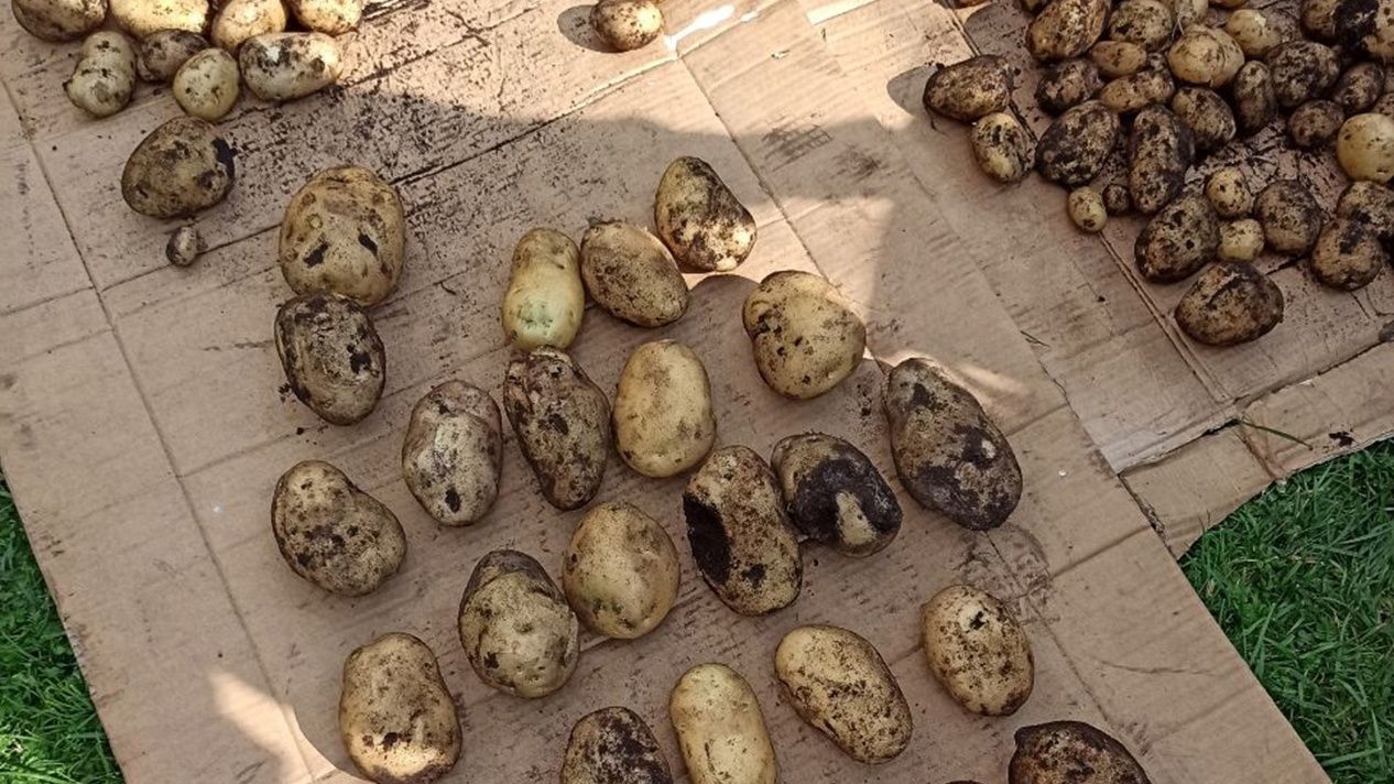 Российские ученые создали новое средство против гниения и инфекций картофеля