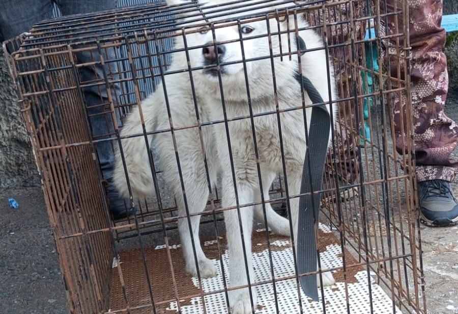В Яранске собака напала на ребенка