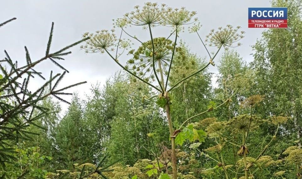 На борьбу с борщевиком в Кировской области планируют выделить 32 млн рублей