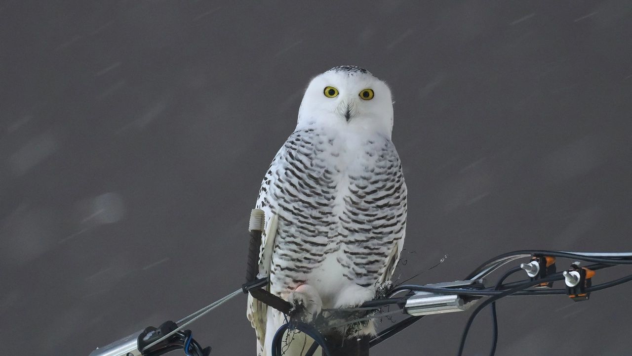 В «Большом гнезде» рассказали о спасенной ранее сове