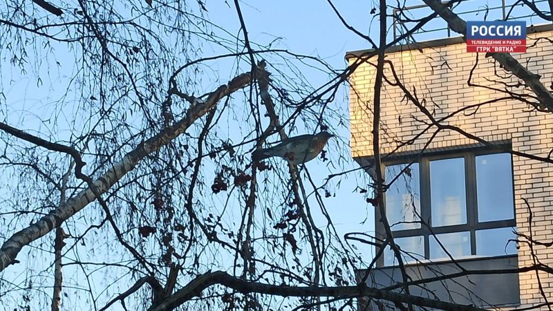 В субботу в Кировской области будет облачно