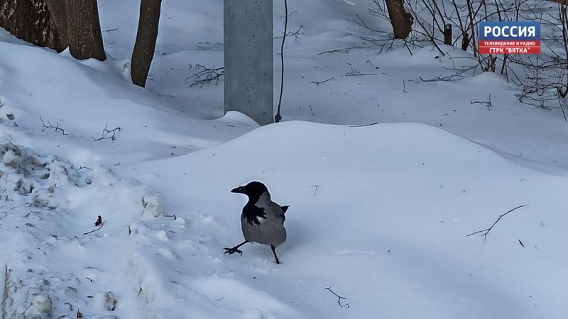 Во вторник в Кировской области будет облачно с прояснениями