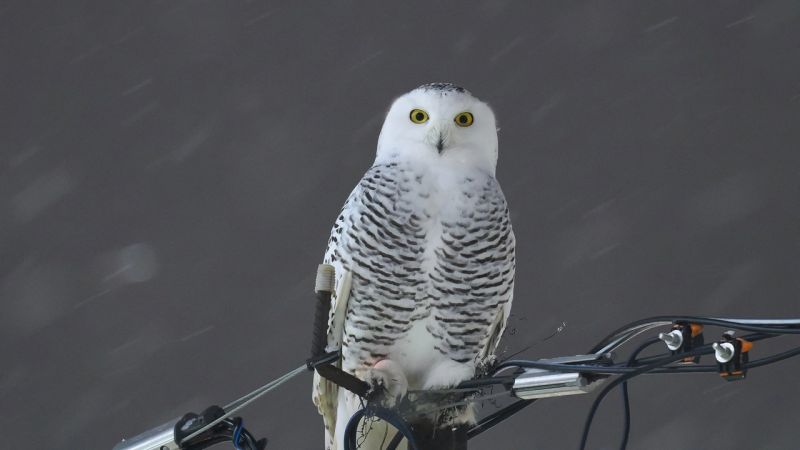 В «Большом гнезде» рассказали о спасенной ранее сове
