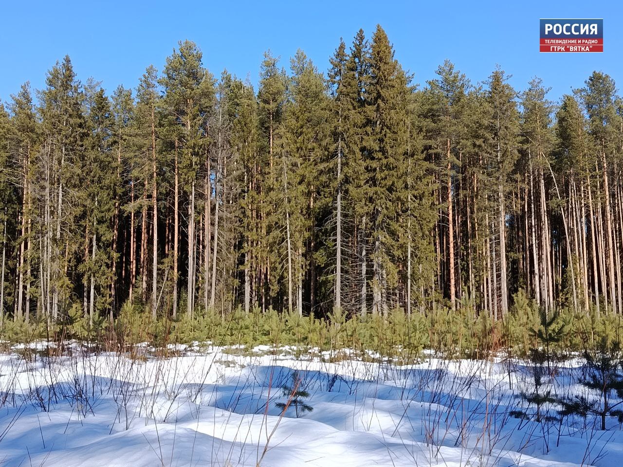 В понедельник в Кировской области ожидается теплая и солнечная погода