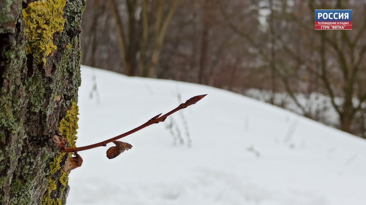 В Кировской области субботу обещают  без осадков