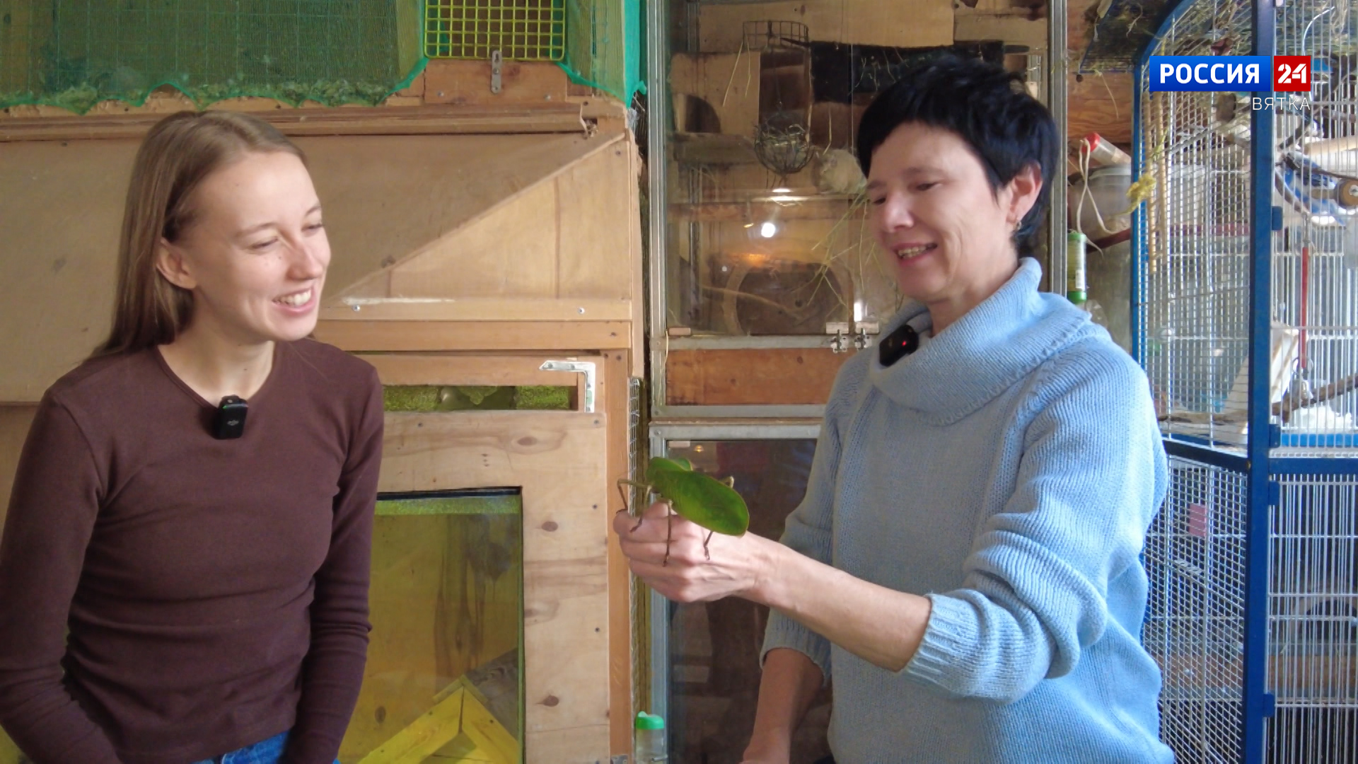 Хвост за хвост. Гигантский листовидный кузнечик (06.03.2025)