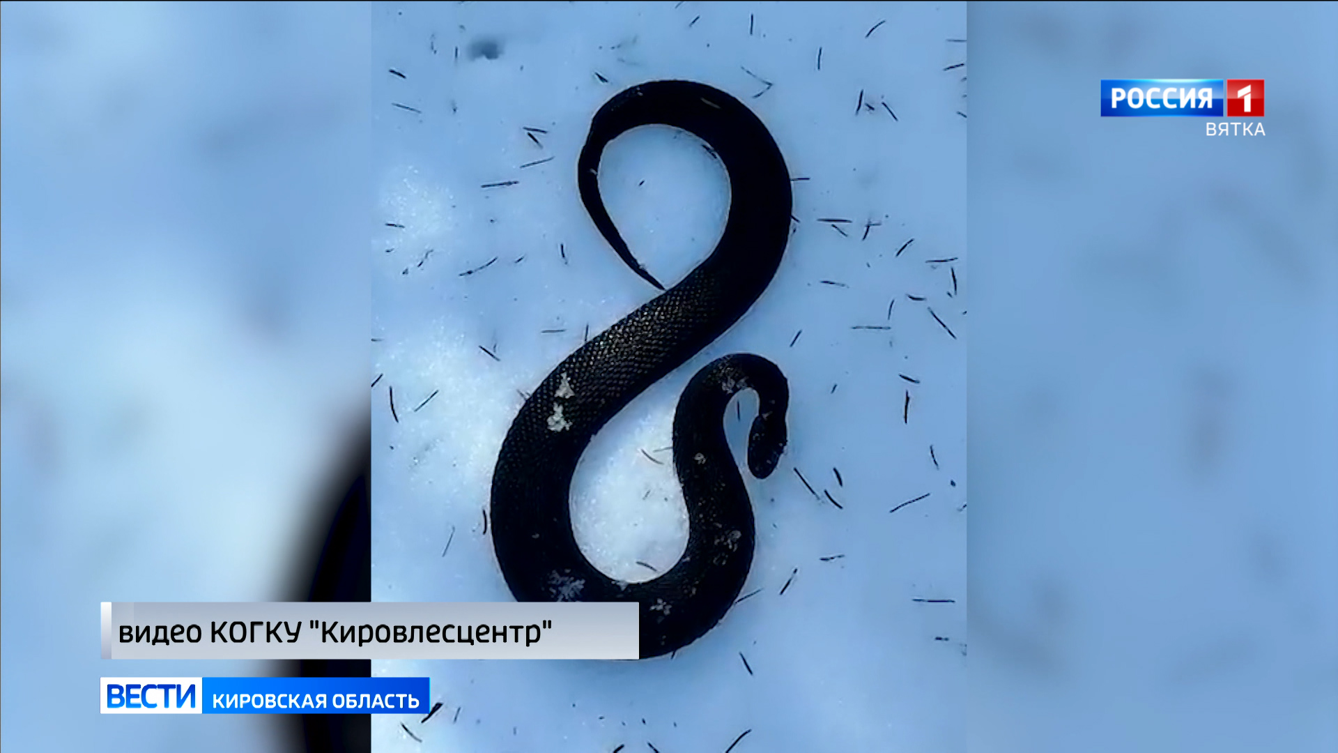 В Кировской области после зимней спячки начали просыпаться змеи