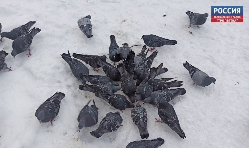 Разносчики болезней: почему не стоит кормить голубей