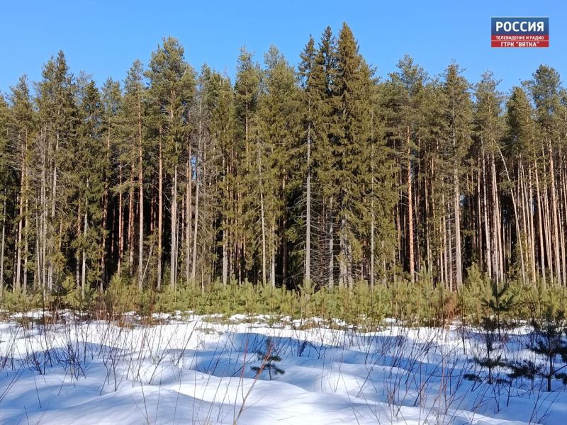 В понедельник в Кировской области ожидается теплая и солнечная погода