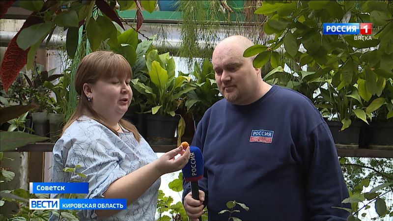 В дендропарке в Советске собирают урожай мандаринов и строят новые арт-объекты