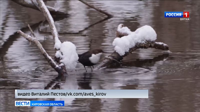На реке Плоской у Митино засняли очень редкую в наших краях птицу
