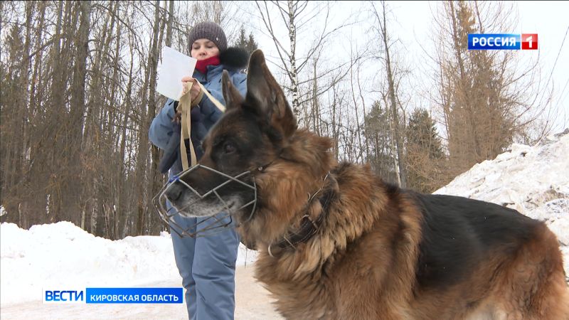 В Кирове хотят создать оборудованные площадки для выгула собак