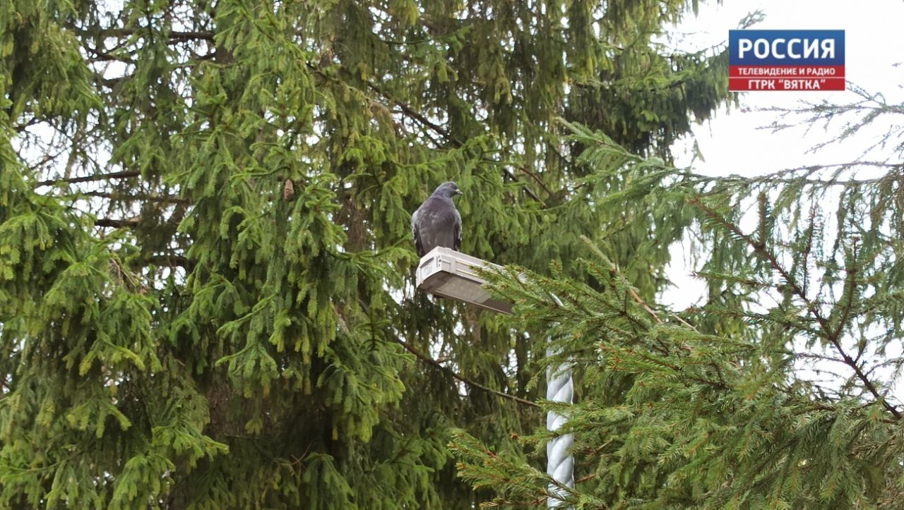 Пасмурную и холодную субботу обещают в Кировской области