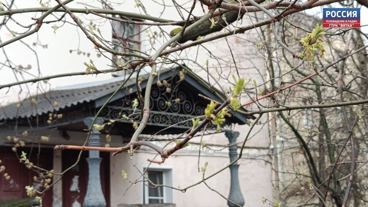 В субботу в Кировской области прогнозируют дожди и сильный ветер