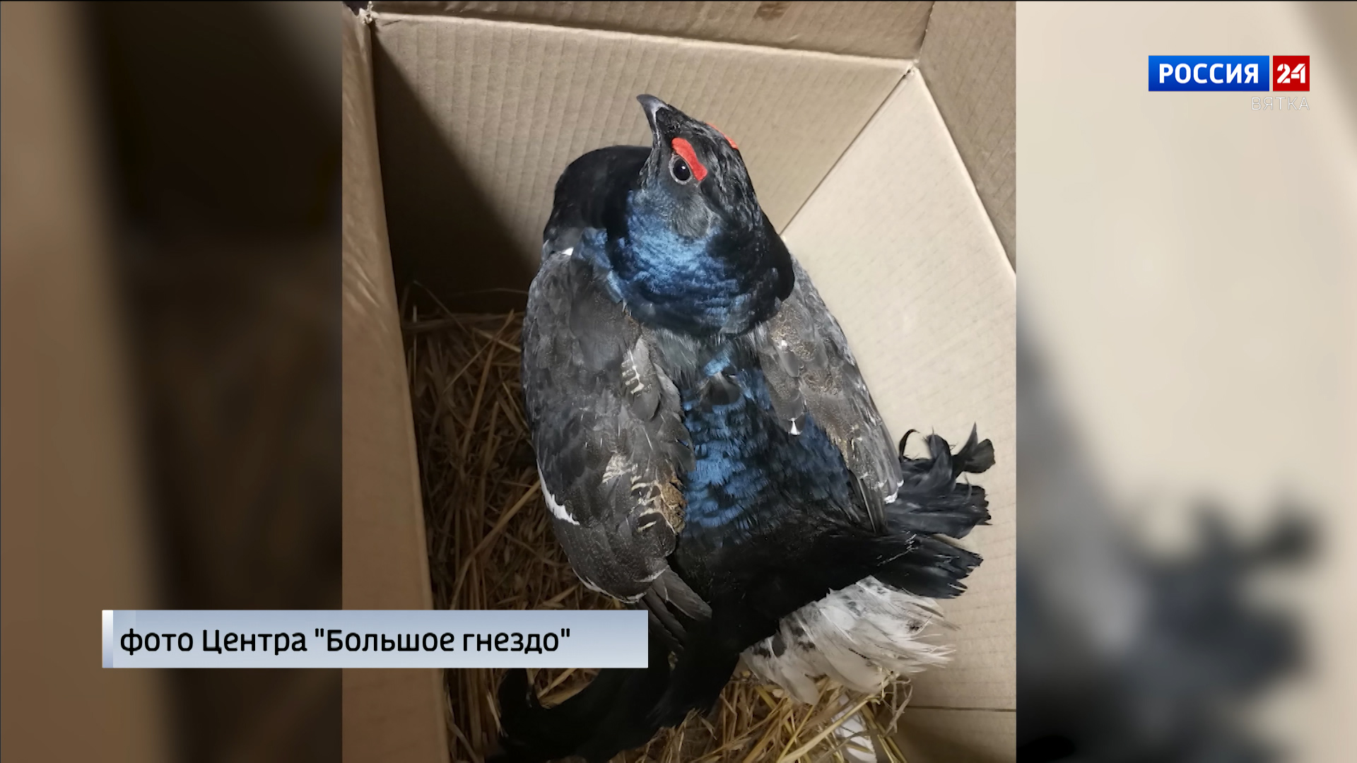 В кировском центре «Большое гнездо» выхаживают тетерева