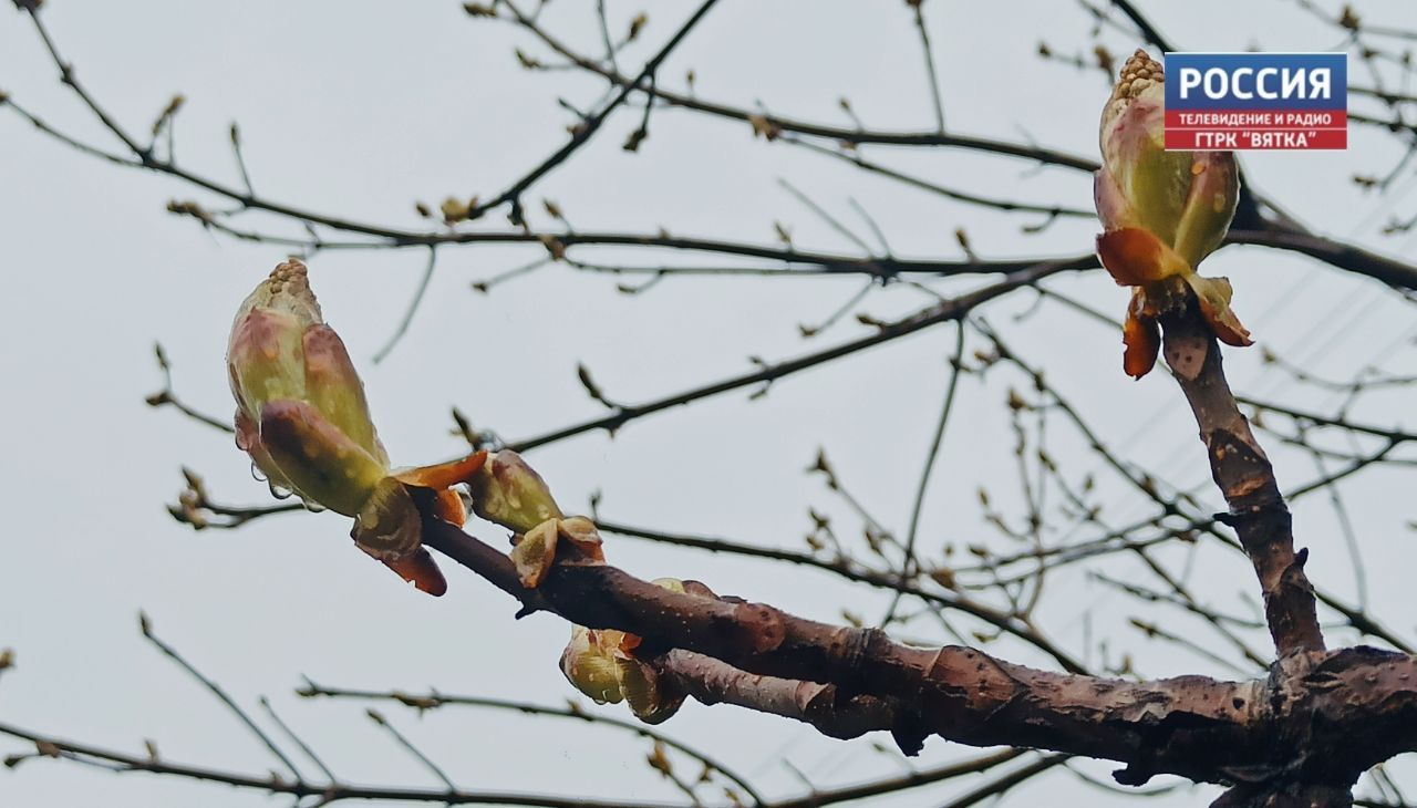 Главный аллерголог-иммунолог региона рассказала, как уберечь себя в сезон аллергий