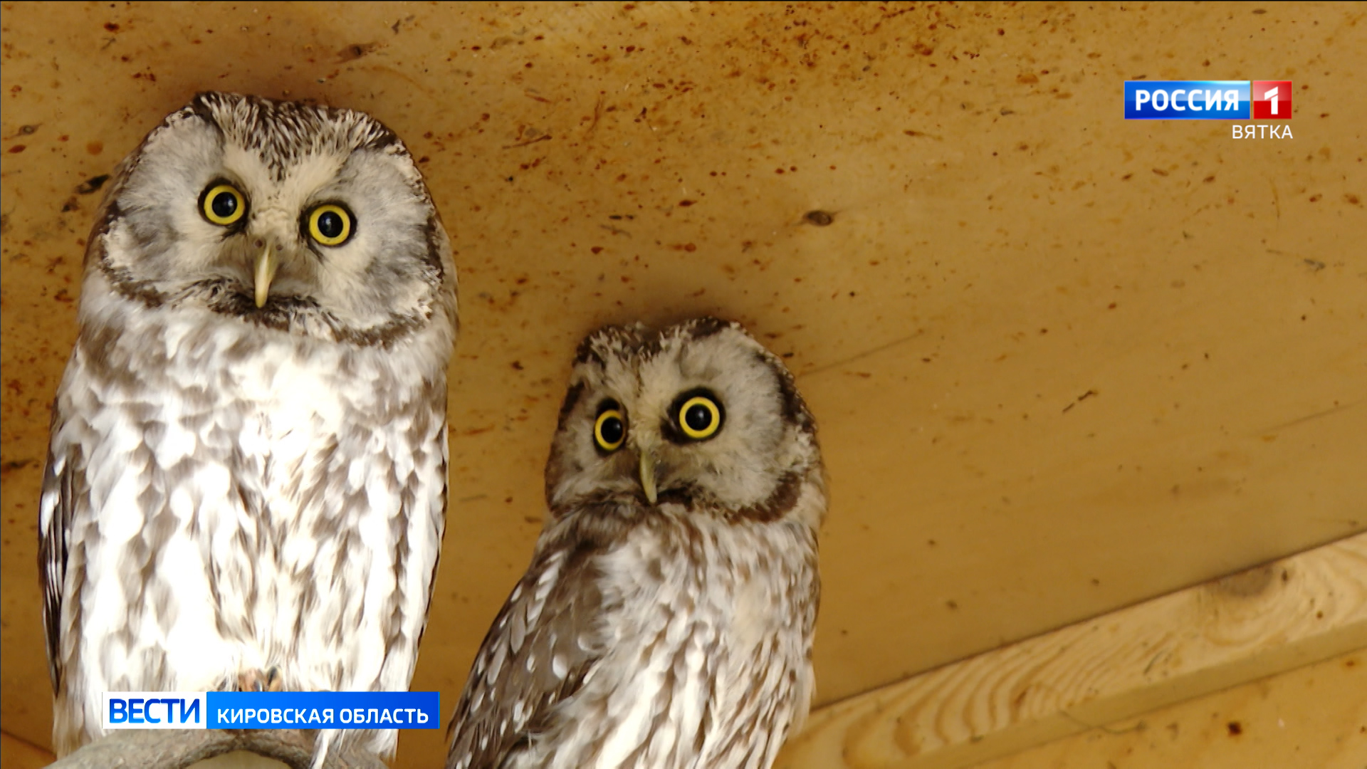 Кировчане отметили Международный день птиц