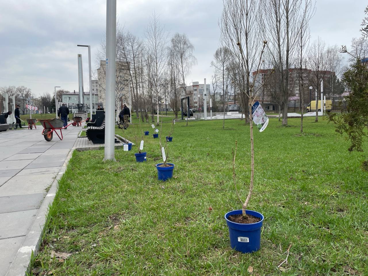В кировском сквере Трудовой славы высадили сирень «Маршал Баграмян» и голубые ели