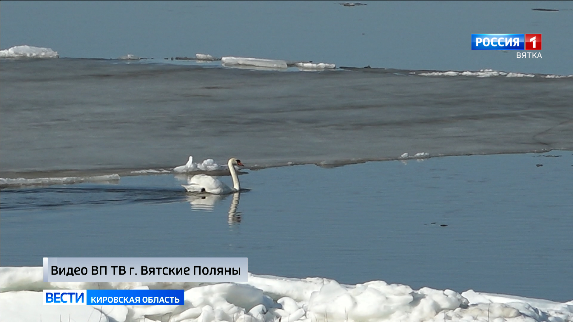 На водоёмах Кировской области появляются первые лебеди
