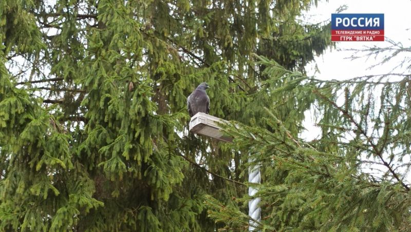 Пасмурную и холодную субботу обещают в Кировской области