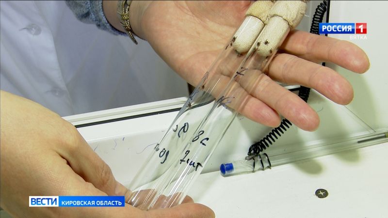 За неделю в Кировской области клещей с себя сняли 40 человек