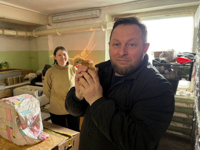 В Кирове планируют контролировать популяцию ворон при помощи волонтеров