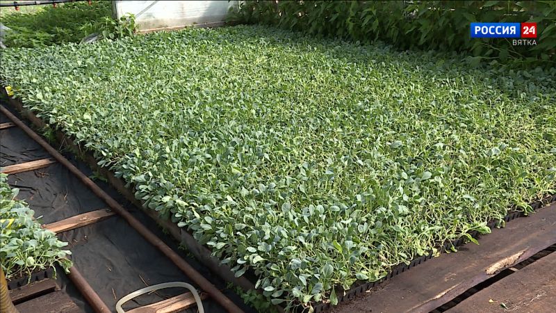 Кировские овощеводы обсудили планы и перспективы развития отрасли