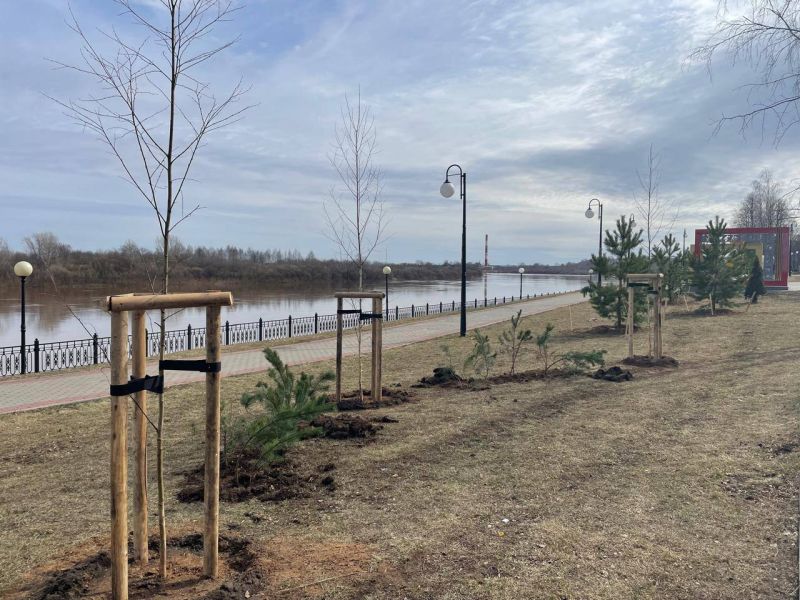 На Нововятской набережной продолжается озеленение